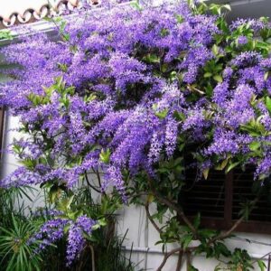 Queen’s Wreath (Petrea volubilis) – Live Plant