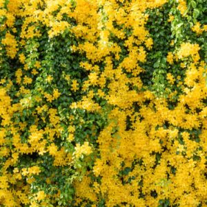බලල් පහුරු (Cat’s Claw Vine) – Live Plant