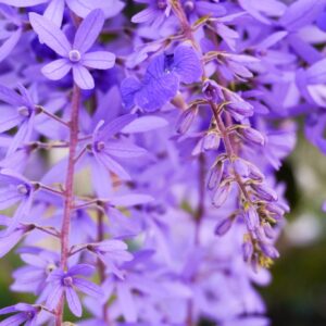 Queen’s Wreath (Petrea volubilis) – Live Plant